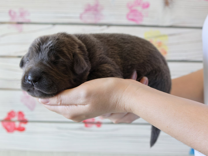 chinook puppy